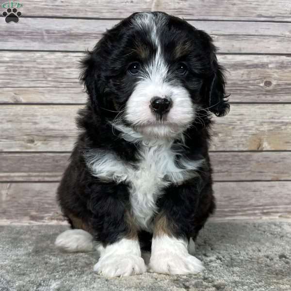 Jagger, Miniature Aussiedoodle Puppy